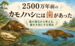 2500万年前のカモノハシには歯があった｜歯の進化から考える、歯を大切にする理由