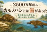 2500万年前のカモノハシには歯があった｜歯の進化から考える、歯を大切にする理由