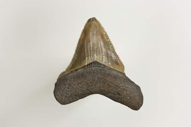 2500万年残り続けた歯　メガロドン