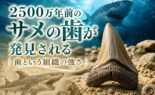 2500万年前のサメの歯が発見される｜歯という組織の強さ
