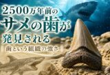 2500万年前のサメの歯が発見される｜歯という組織の強さ