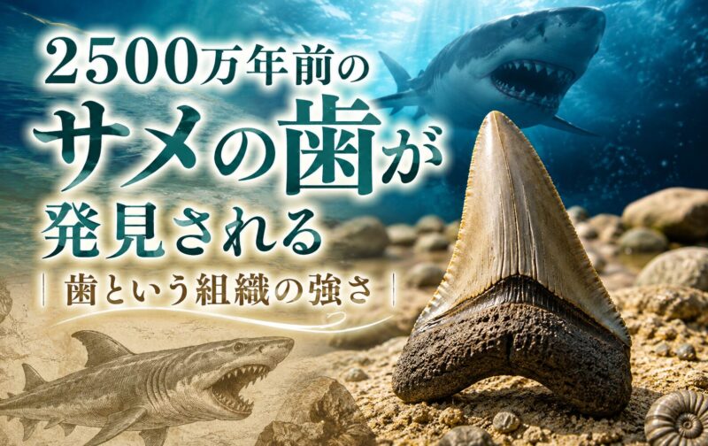 2500万年前のサメの歯が発見される｜歯という組織の強さ